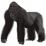 maoi�̌��z��������